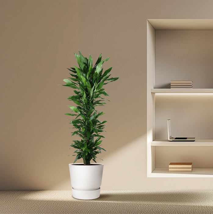 Dracaena Janet Lind vertakt - ↕170cm - Ø34cm