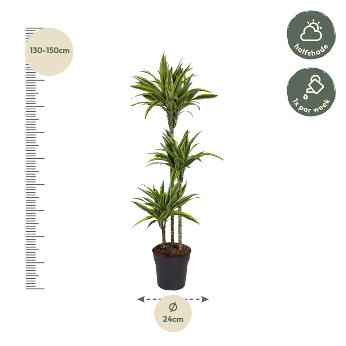 Dracaena Lemon Lime - Drakenplant - ↕140cm - Ø24cm
