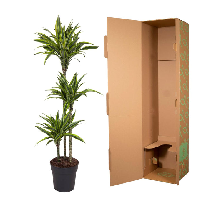 Dracaena Lemon Lime - Drakenplant - ↕140cm - Ø24cm