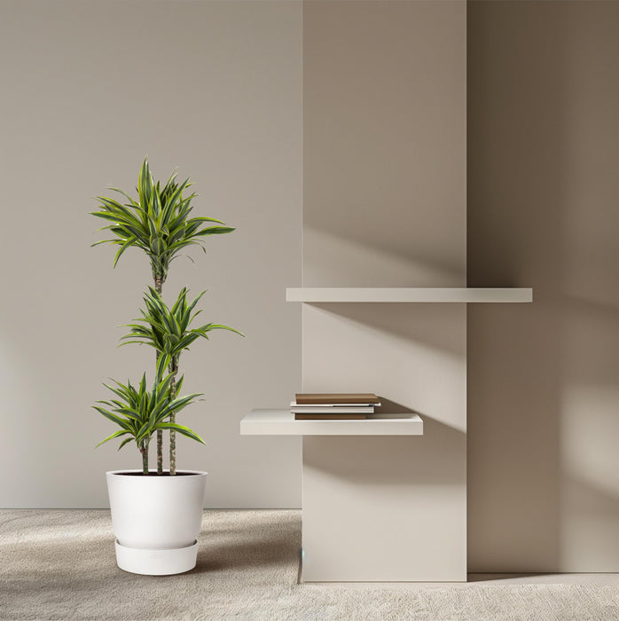 Dracaena Lemon Lime - Drakenplant - ↕140cm - Ø24cm