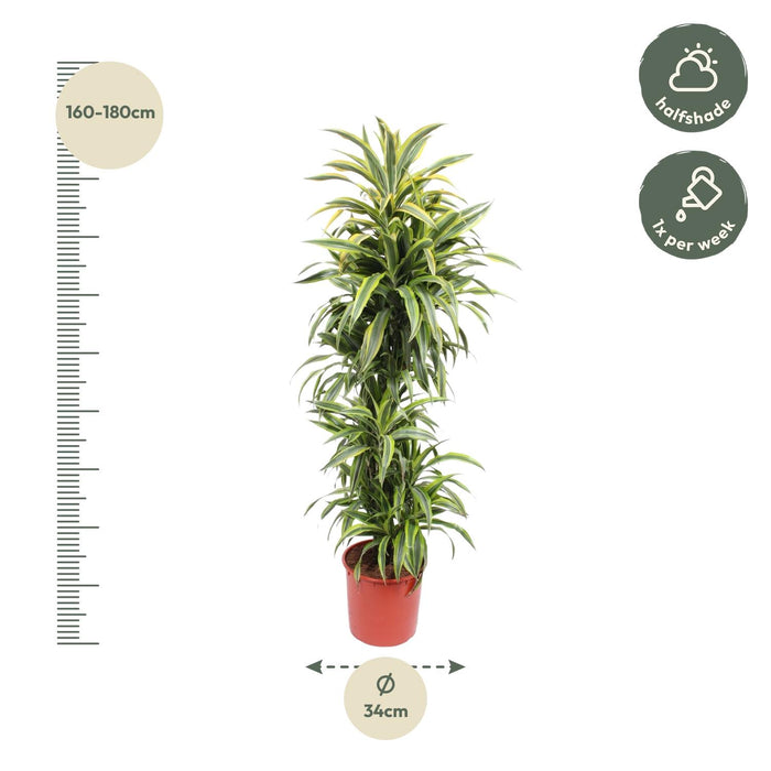 Dracaena Lemon Lime - Drakenplant - ↕170cm - Ø34cm