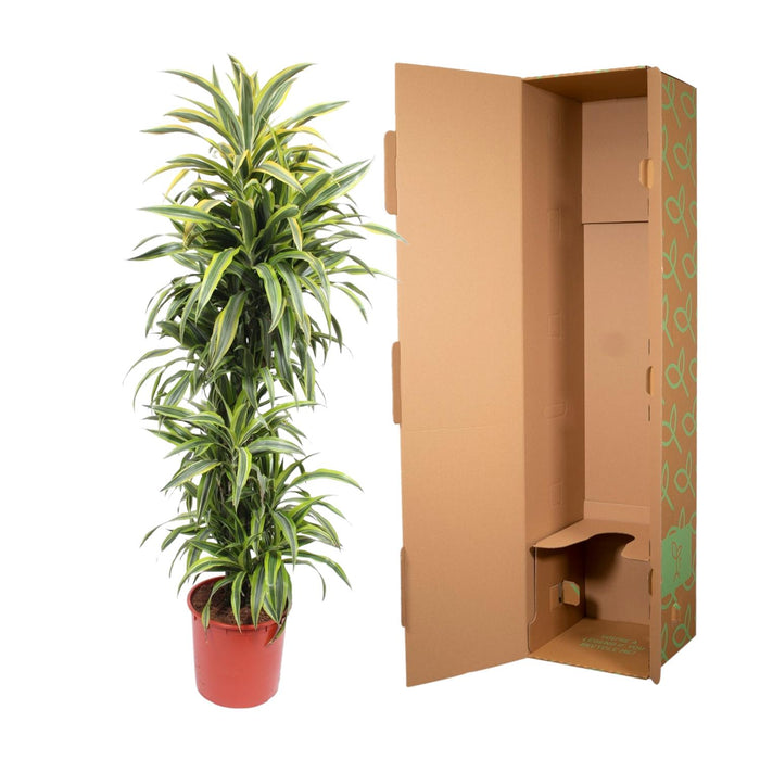 Dracaena Lemon Lime - Drakenplant - ↕170cm - Ø34cm
