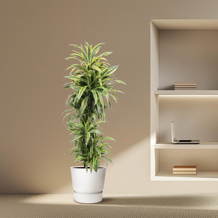 Dracaena Lemon Lime - Drakenplant - ↕170cm - Ø34cm