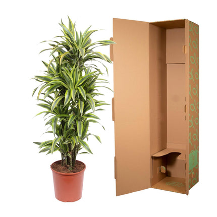 Dracaena Lemon Lime - Pianta del drago - ↕150cm - Ø30cm