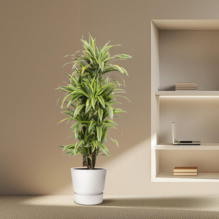 Dracaena Lemon Lime - Pianta del drago - ↕150cm - Ø30cm