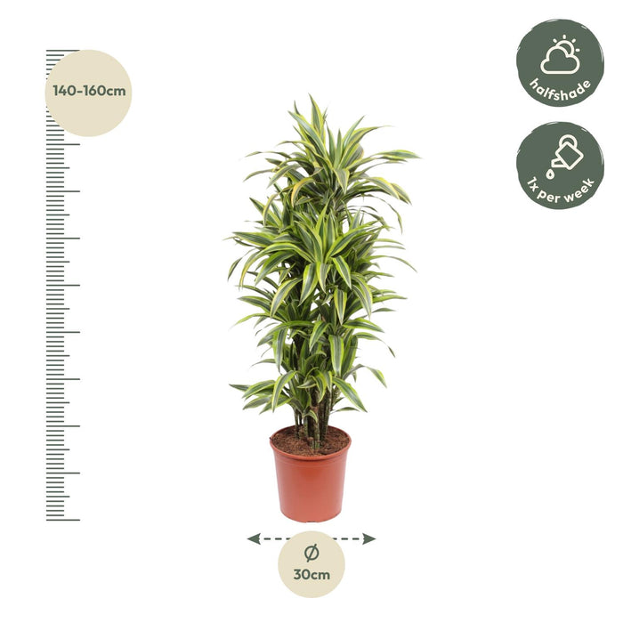 Dracaena Lemon Lime - Drakenplant - ↕150cm - Ø30cm