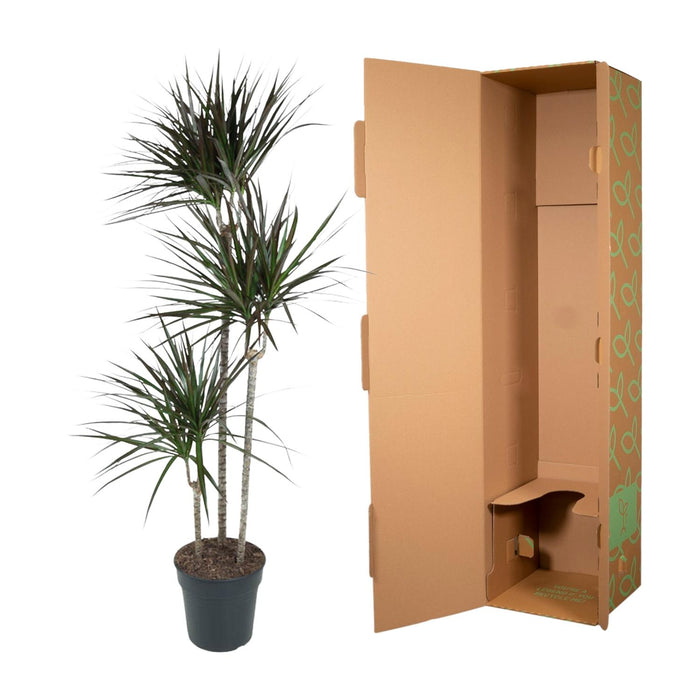 Dracaena Magenta - ↕150cm - Ø24cm