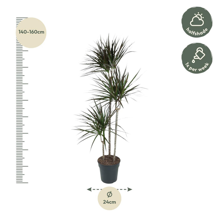 Dracaena Magenta - ↕150cm - Ø24cm