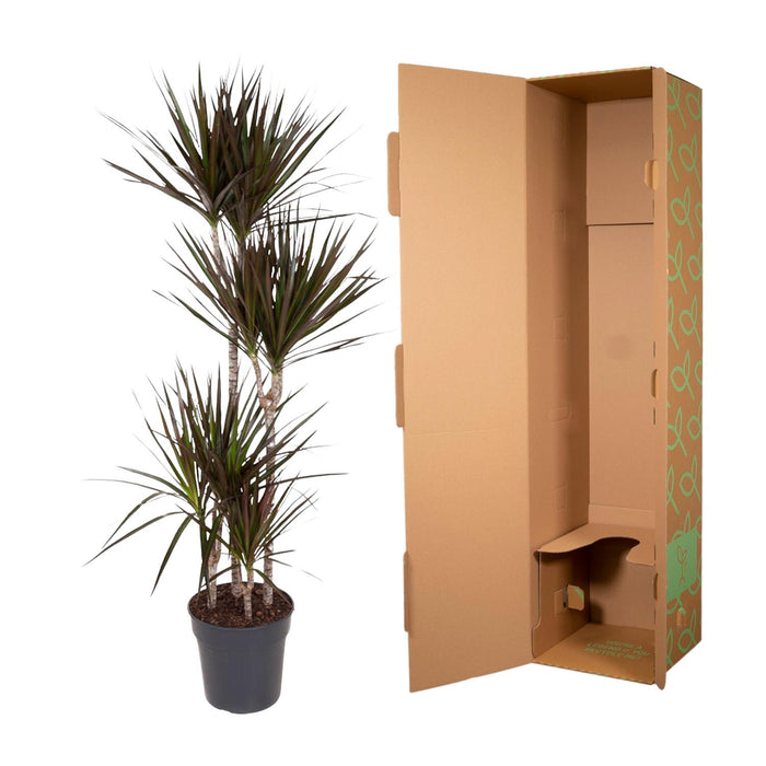 Dracaena Magenta - ↕150cm - Ø27cm