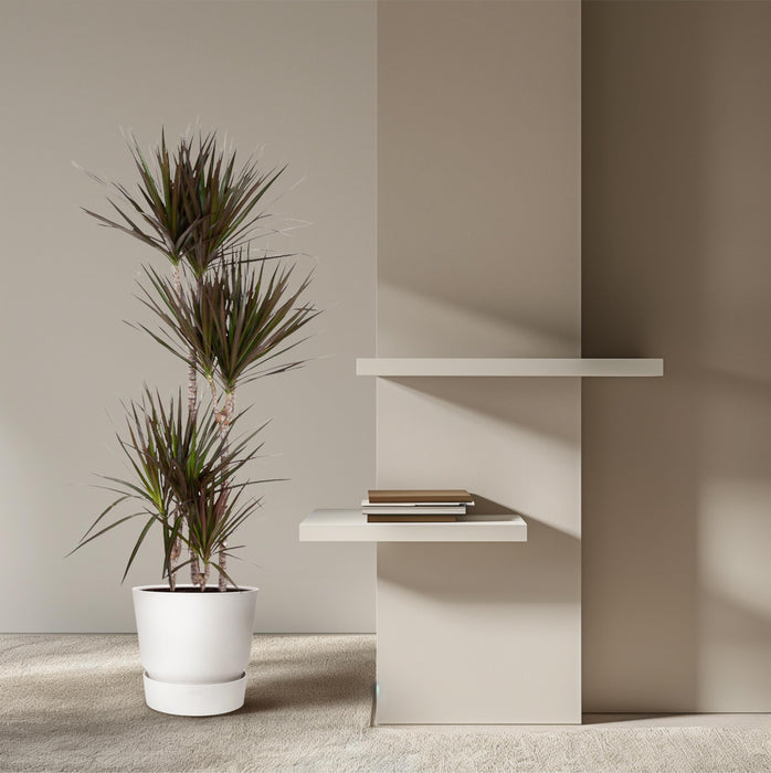 Dracaena Magenta - ↕150cm - Ø27cm