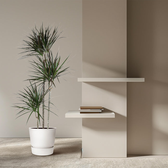 Dracaena Magenta - ↕150cm - Ø24cm