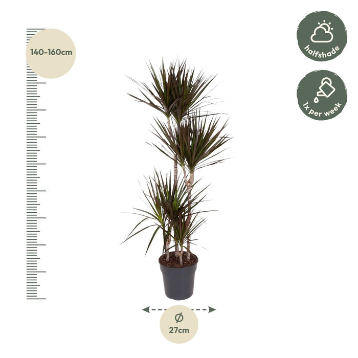 Dracaena Magenta - ↕150cm - Ø27cm