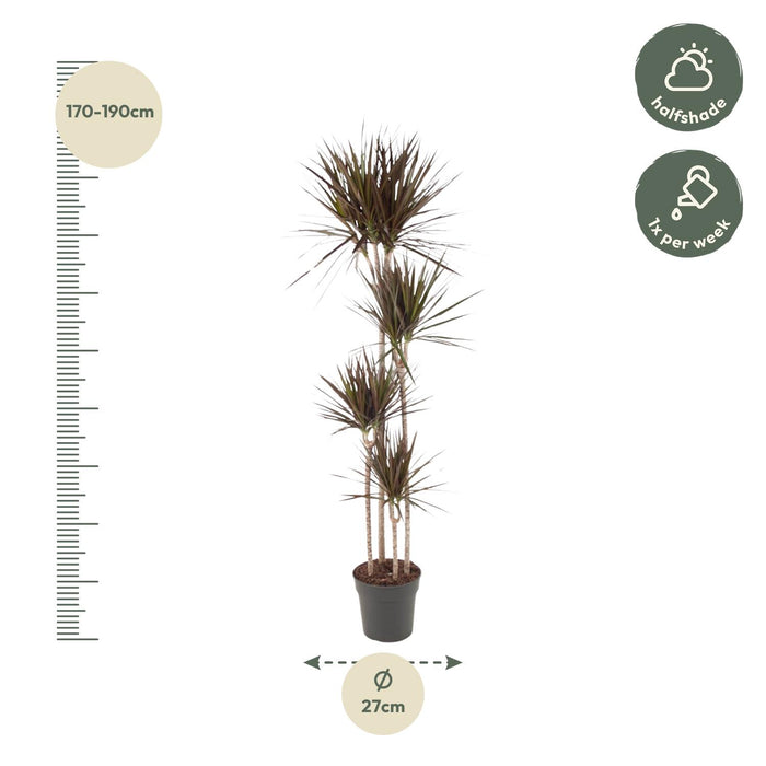 Dracaena Magenta - ↕180cm - Ø27cm