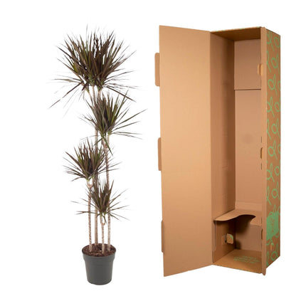 Dracaena Magenta - ↕180cm - Ø27cm