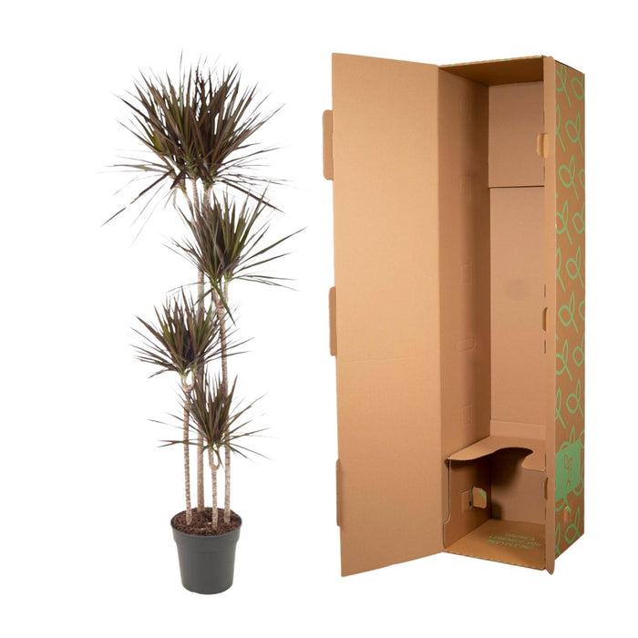 Dracaena Magenta - ↕180cm - Ø27cm