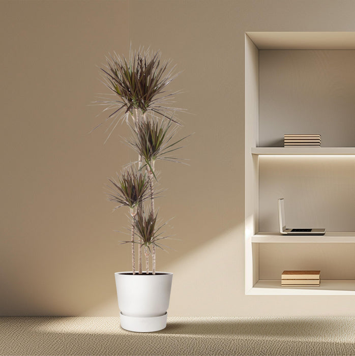 Dracaena Magenta - ↕180cm - Ø27cm