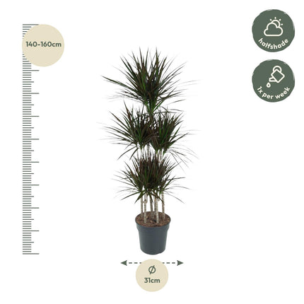 Dracaena Magenta Carousel - ↕150cm - Ø31cm
