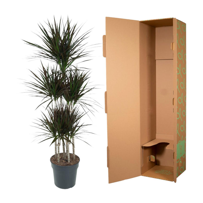 Dracaena Magenta Carrousel - ↕150cm - Ø31cm