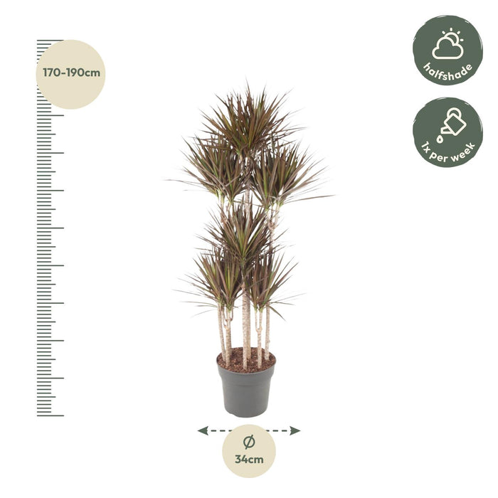 Dracaena Magenta Carrousel - ↕180 cm - Ø34cm