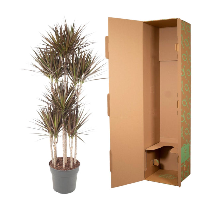 Dracaena Magenta Carrousel - ↕180 cm - Ø34cm