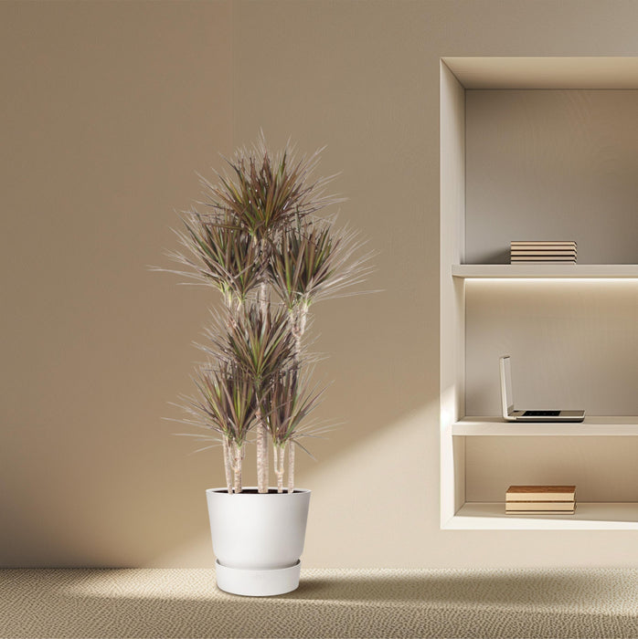 Dracaena Magenta Carrousel - ↕180 cm - Ø34cm