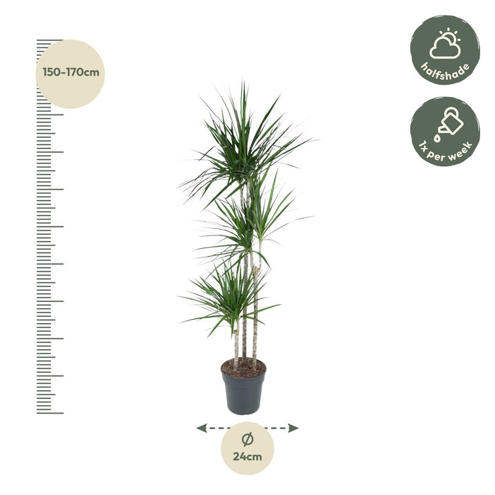Dracaena Marginata - ↕160cm - Ø24cm - Drakenplant