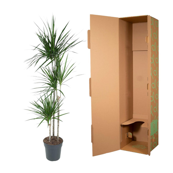 Dracaena Marginata - ↕160cm - Ø24cm - Drakenplant