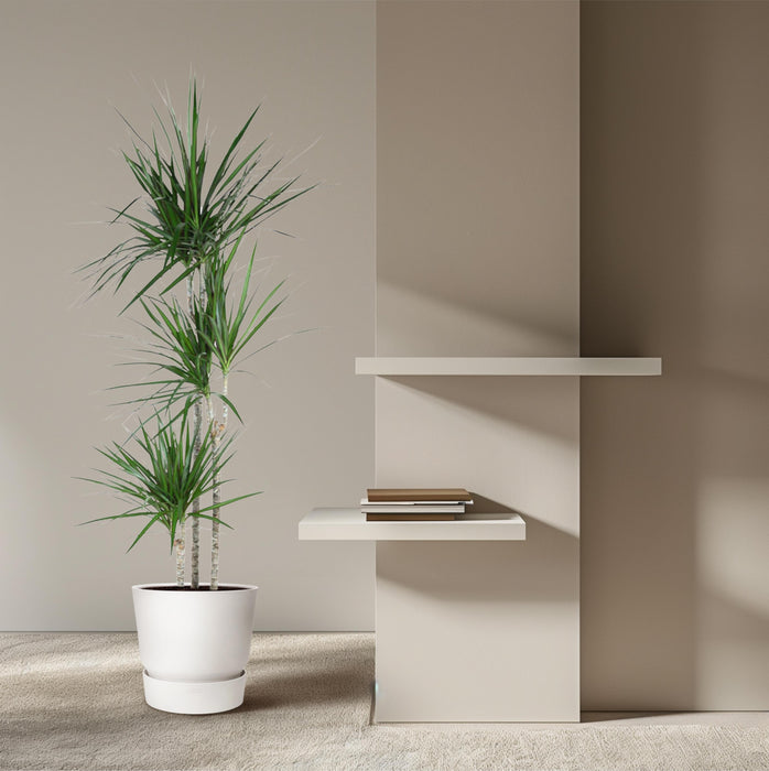 Dracaena Marginata - ↕160cm - Ø24cm - Drakenplant