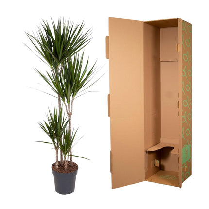 Dracaena Marginata - ↕170cm - Ø27cm - Dragon plant