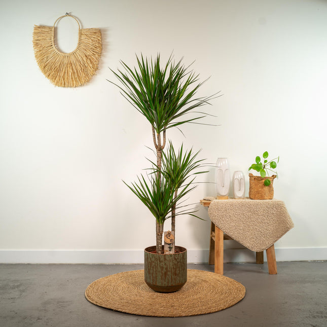 Dracaena Marginata - Pianta del drago - ↕110-120cm - Ø21cm