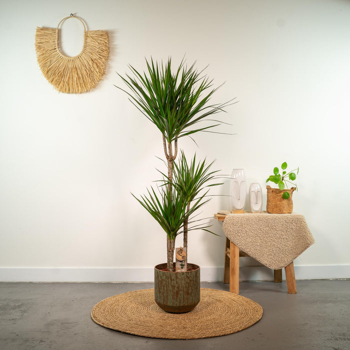 Dracaena Marginata - ↕120cm - Ø21cm - Drakenplant