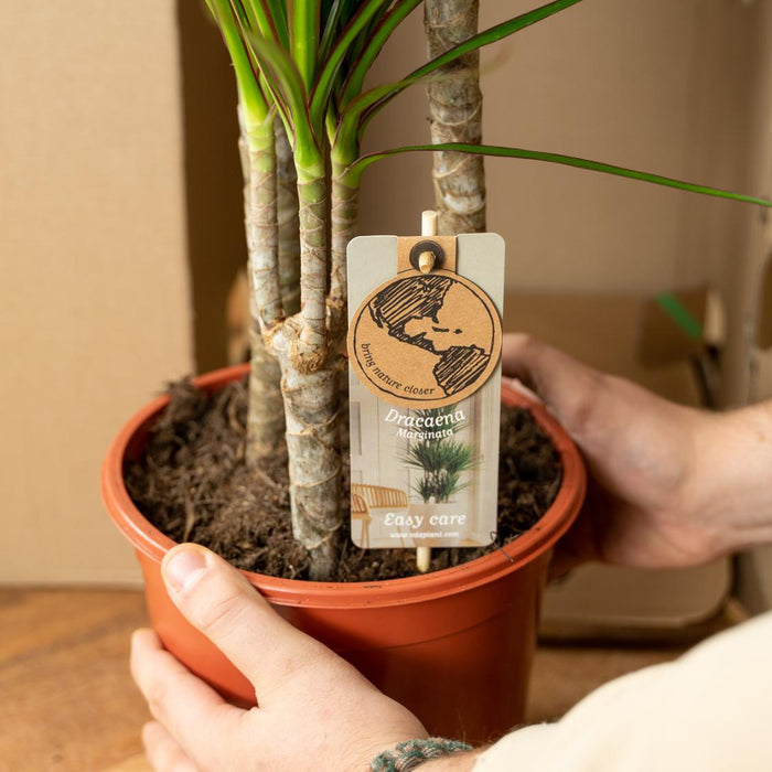 Dracaena Marginata - ↕90cm - Ø17cm - Drakenplant