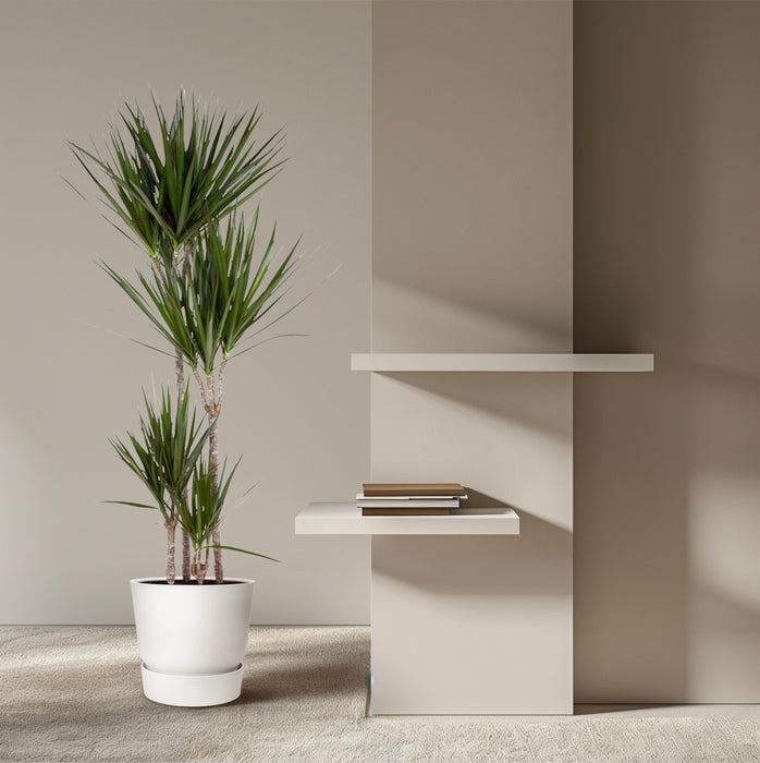Dracaena Marginata - ↕170cm - Ø27cm - Drakenplant