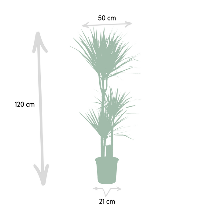 Dracaena Marginata - ↕120cm - Ø21cm - Drakenplant
