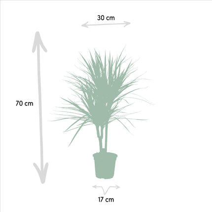 Dracaena Marginata - ↕90cm - Ø17cm - Pianta del drago