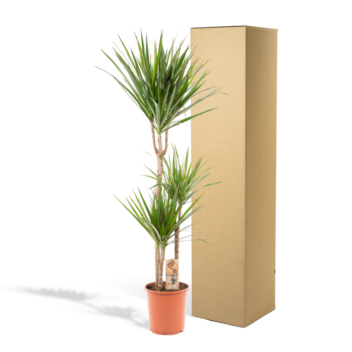 Dracaena Marginata - ↕120cm - Ø21cm - Drakenplant