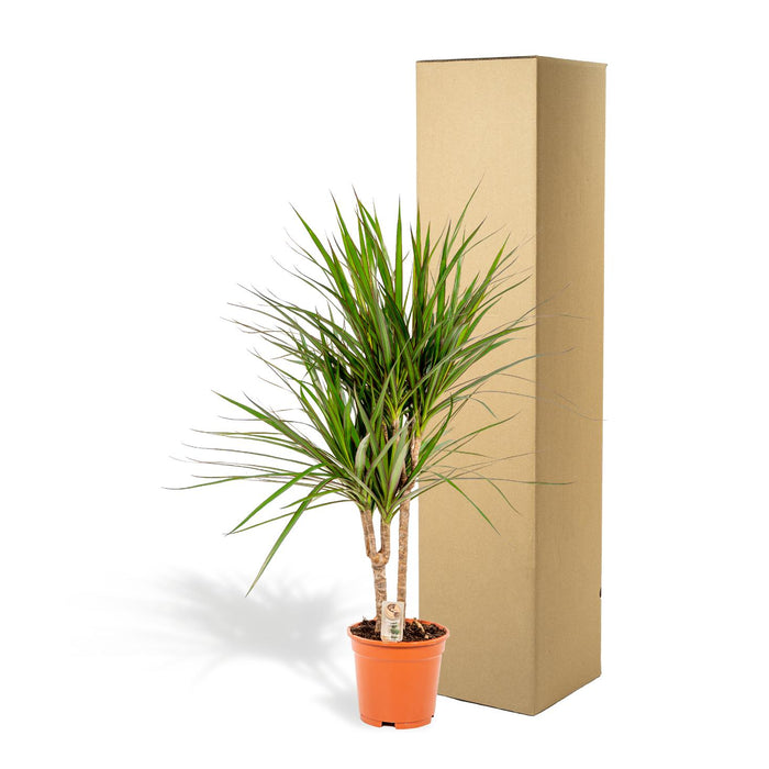 Dracaena Marginata - ↕90cm - Ø17cm - Drakenplant