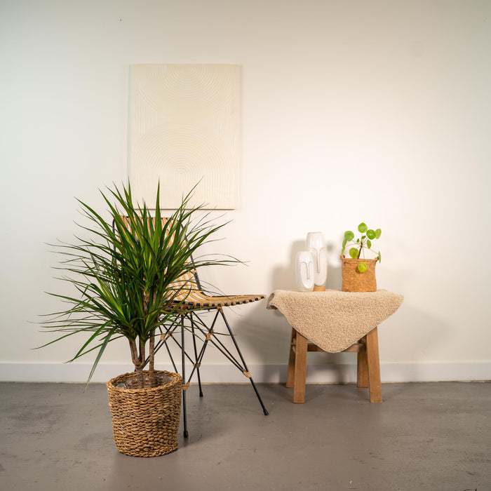 Dracaena Marginata - ↕90cm - Ø17cm - Drakenplant