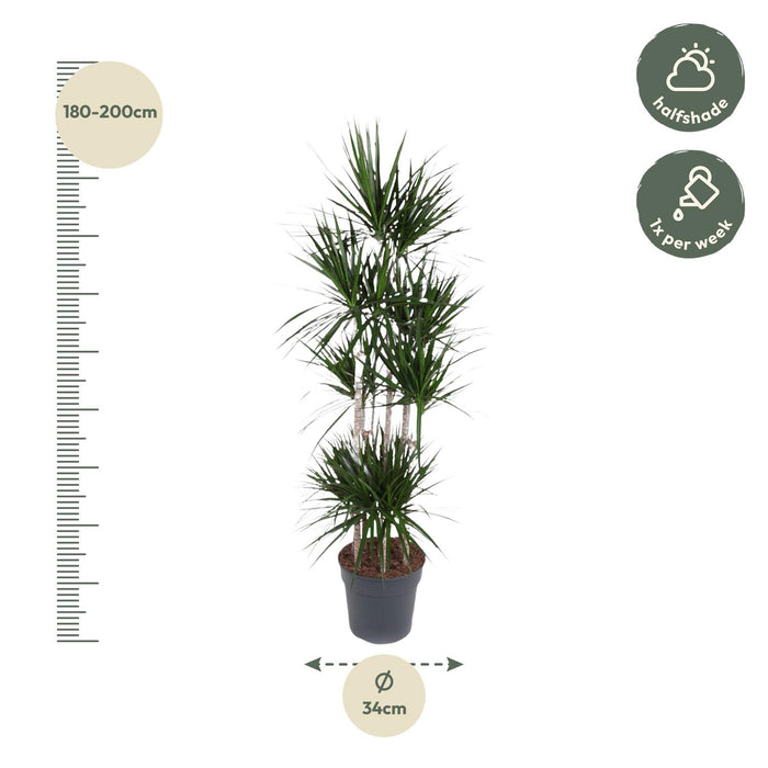 Dracaena Marginata Carrousel - ↕190cm - Ø34cm - Drakenplant