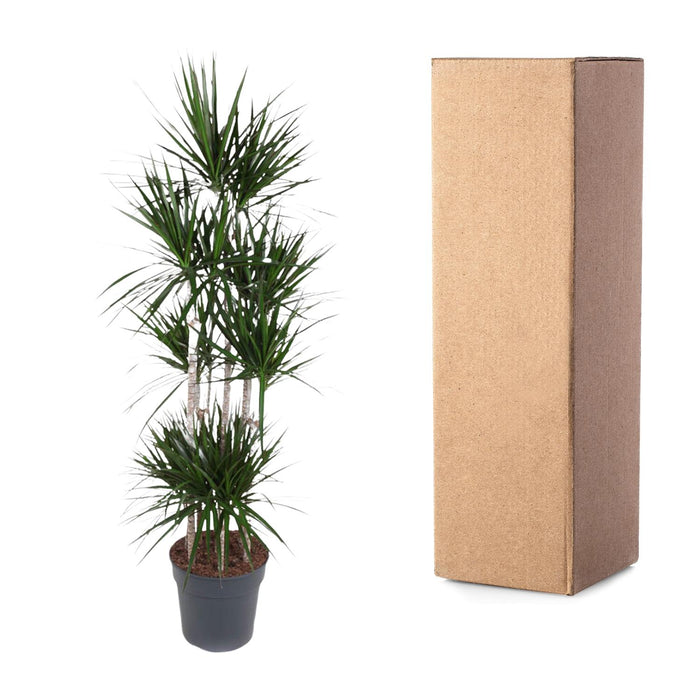 Dracaena Marginata Carrousel - ↕190cm - Ø34cm - Drakenplant