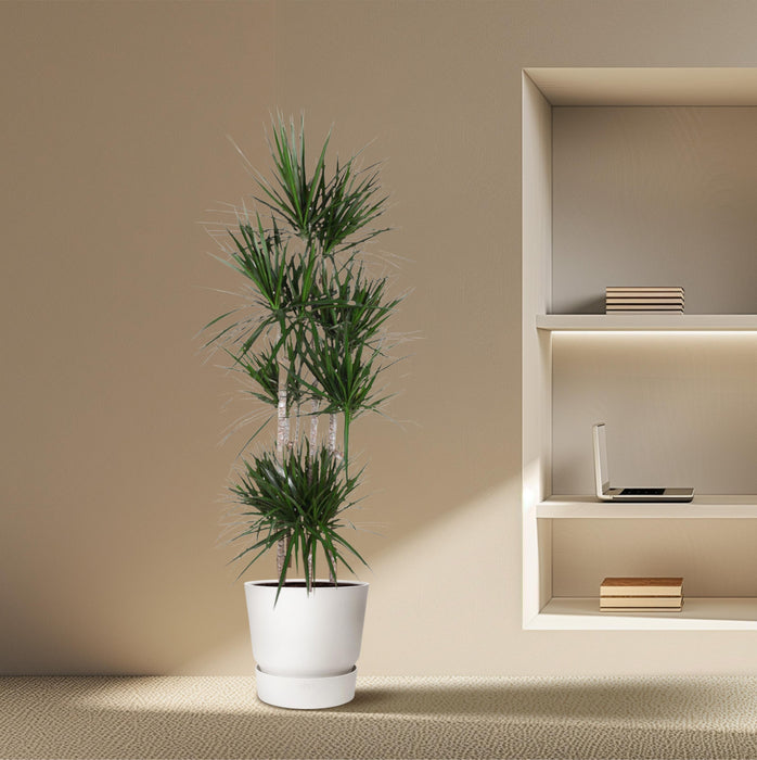 Dracaena Marginata Carrousel - ↕190cm - Ø34cm - Drakenplant