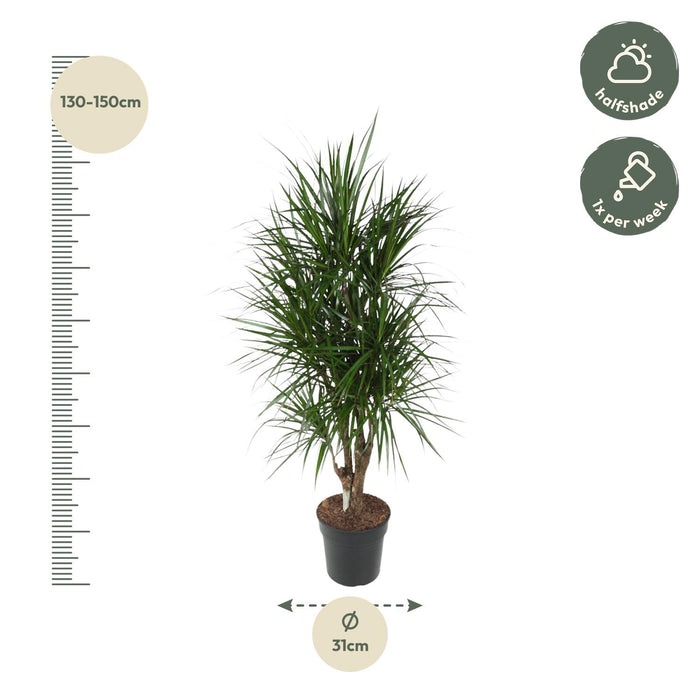 Dracaena Marginata vertakt - ↕140cm - Ø31cm - Drakenplant