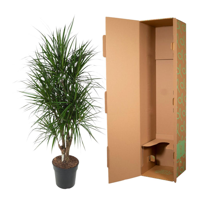 Dracaena Marginata vertakt - ↕140cm - Ø31cm - Drakenplant