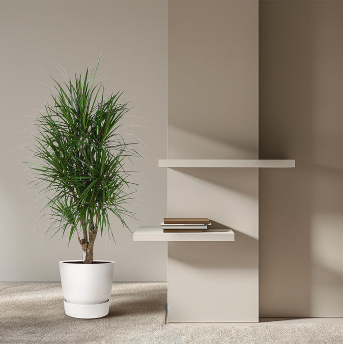 Dracaena Marginata vertakt - ↕140cm - Ø31cm - Drakenplant