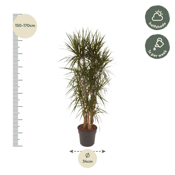 Dracaena Marginata vertakt - ↕160cm - Ø34cm - Drakenplant