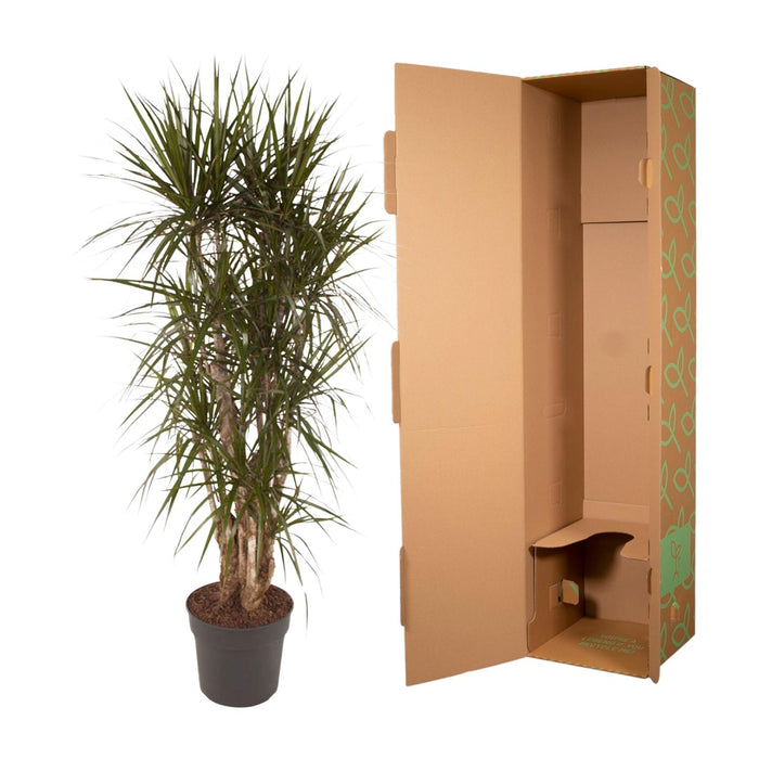 Dracaena Marginata vertakt - ↕160cm - Ø34cm - Drakenplant