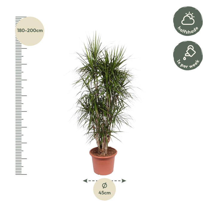 Dracaena Marginata vertakt - ↕190cm - Ø45cm - Drakenplant