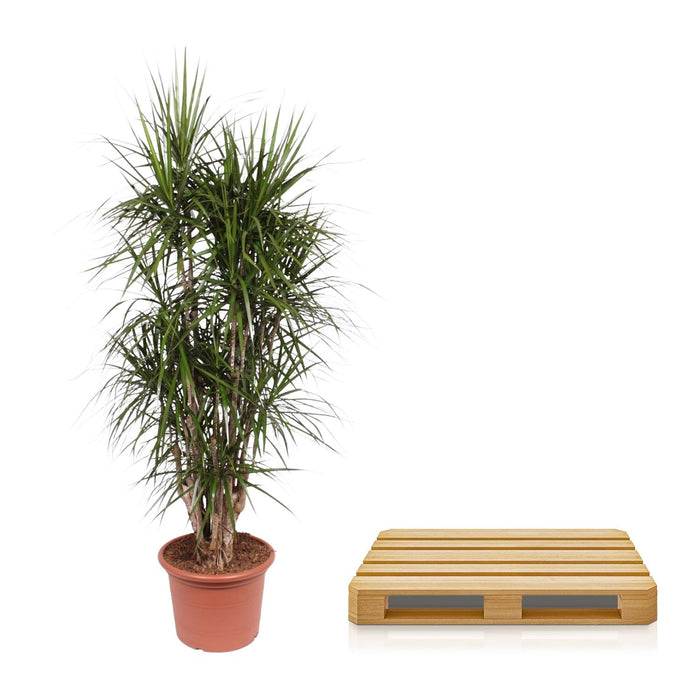 Dracaena Marginata vertakt - ↕190cm - Ø45cm - Drakenplant