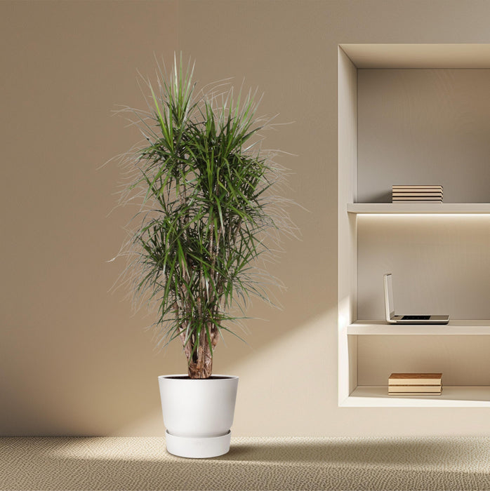 Dracaena Marginata vertakt - ↕190cm - Ø45cm - Drakenplant