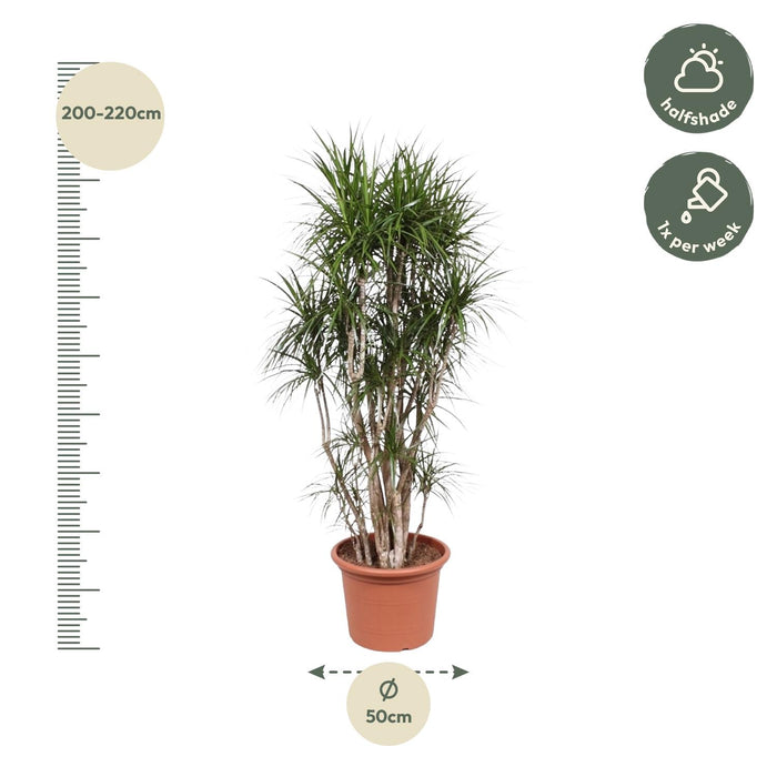 Dracaena Marginata vertakt - ↕210cm - Ø50cm - Drakenplant